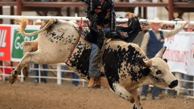 Wallpaper:8a0ptjyyrvg= Bull Riding