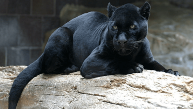 Wallpaper:78sbggg8e24= Black Panther Animal