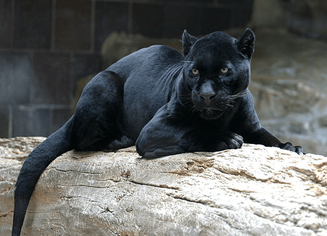Wallpaper:78sbggg8e24= Black Panther Animal